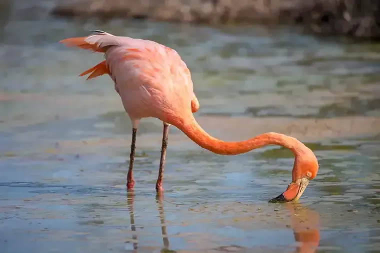 A pink flamingo feeds in shallow water in the Galápagos Islands