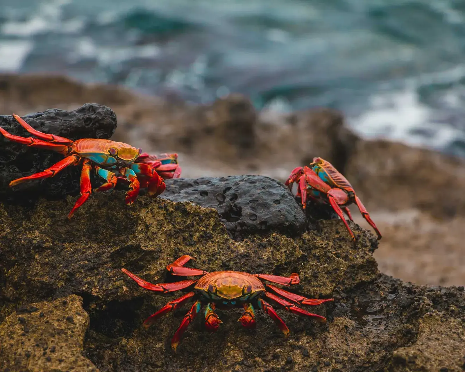 Red crabs crawl across a rock in the Galapagos Islands