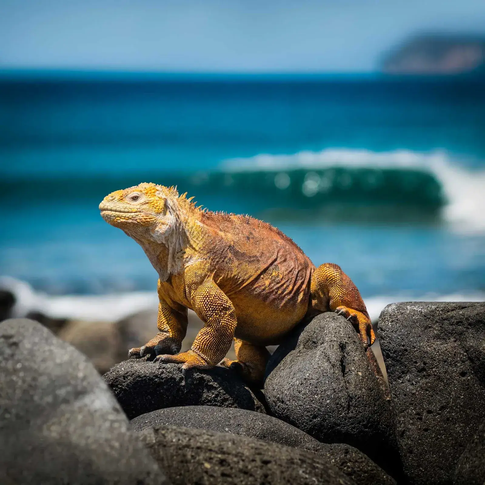 A land iguana basks on a rock in the Galapagos Islands