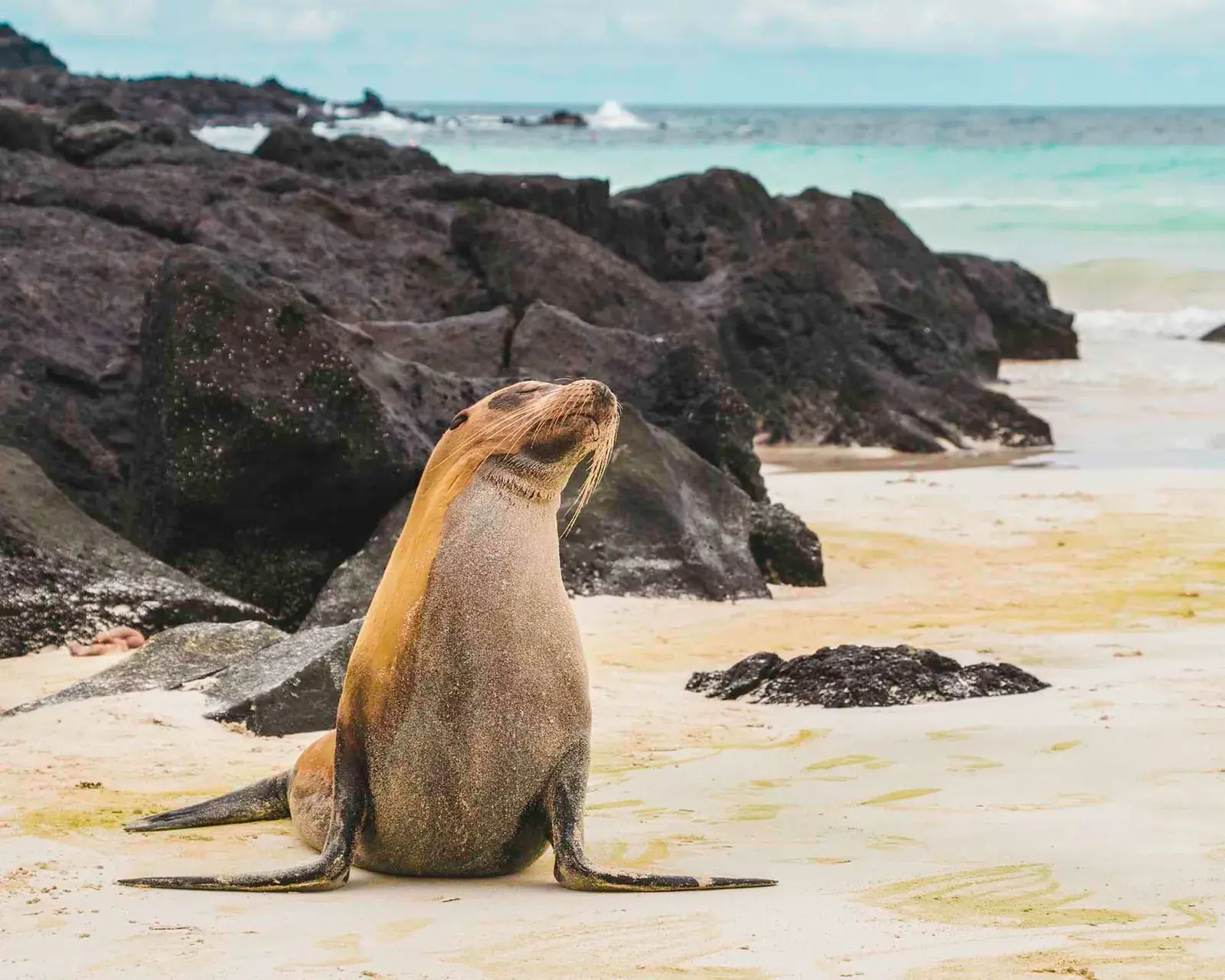 A sea lion plays on a beach in the Galapagos Islands