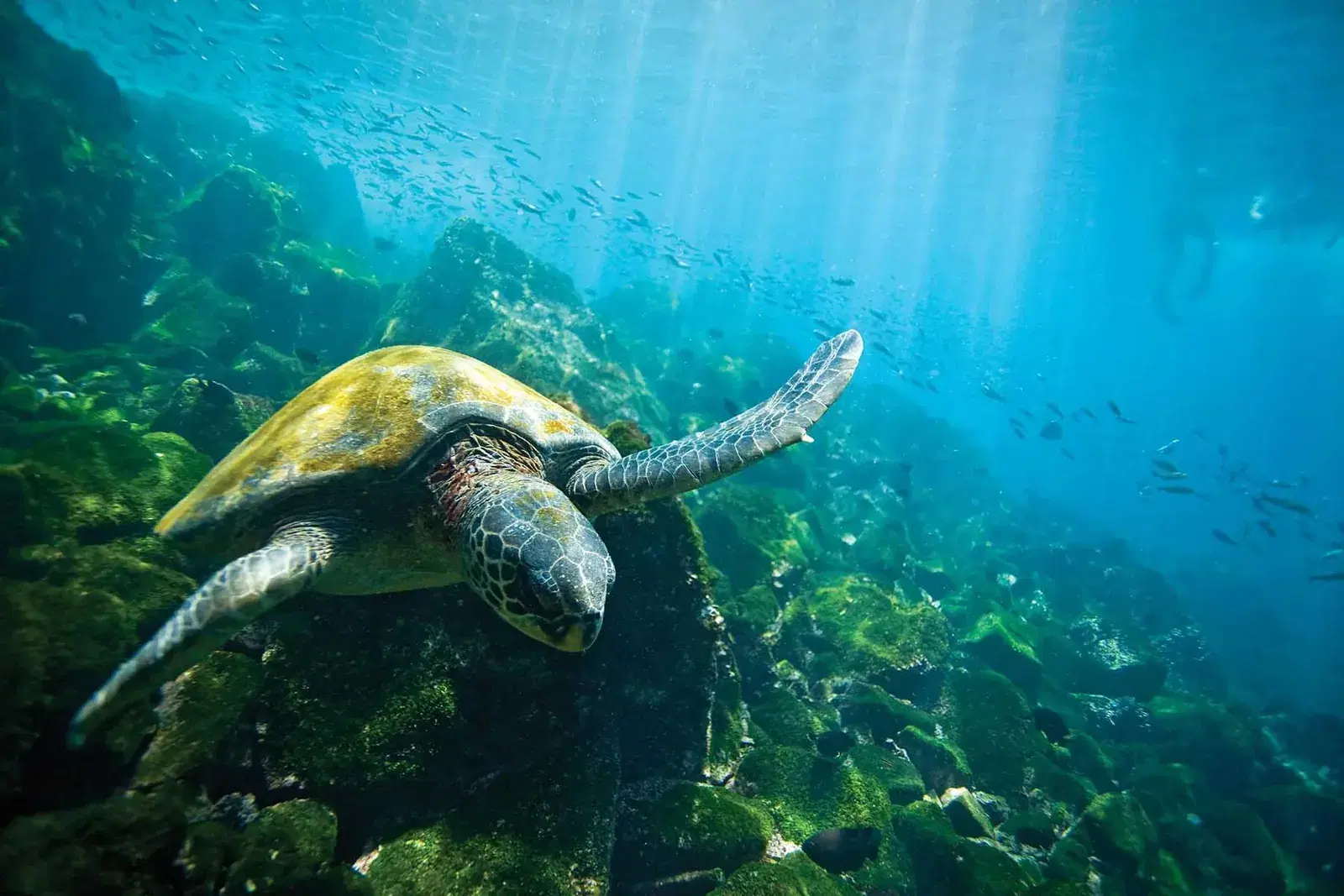 A green sea turtle swims underwater in the Galapagos Islands